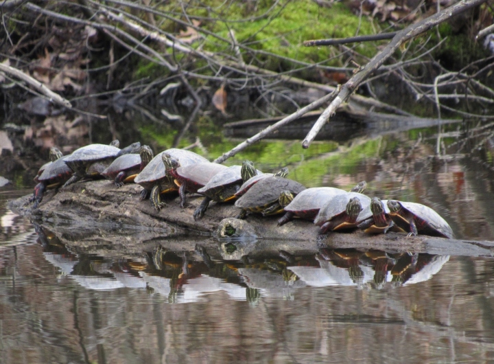 Midland Painted Turtles